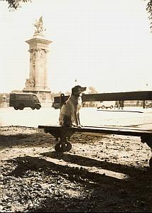 Dog on Bench Renault Truck Paris France old Photo 1953