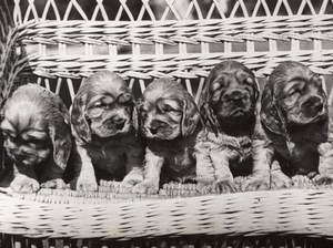 Five Young Cocker Dogs London Exhibition old Photo 1952