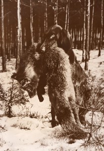 Winter Hunt Dog Fox Trophy France old Photo 1954