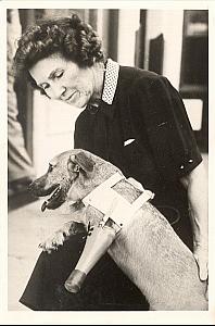 Dog artificial paw Fort Worth Texas USA old Photo 1953