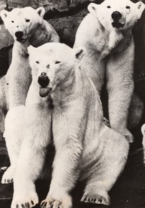 Polar Bears Highland Park Zoo Pittsburgh old Photo 1958