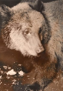 Grizzly Bear Life Vincennes Zoo France old Photo 1953