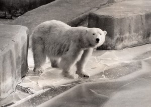 Polar Bear Life Vincennes Zoo France old Photo 1956
