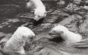 Bears Life Vincennes Zoo France old Photo 1954