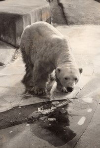 Polar Bear Life Vincennes Zoo Ours Blanc France old Photo 1956