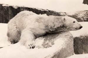 Polar Bear Life Vincennes Zoo Ours Blanc France old Photo 1955