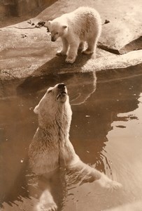 Polar Bear Cub Life Vincennes Zoo Ours Blanc France old Photo 1956