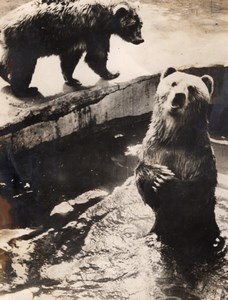 Summer Bears Life Vincennes Zoo France old Photo 1955