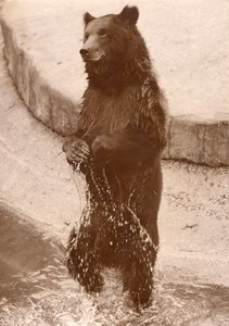 Summer Bears Life Vincennes Zoo France old Photo 1952