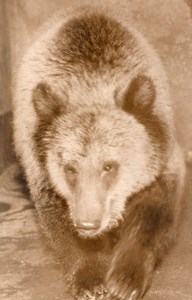 Grizzly Bear Life Vincennes Zoo France old Photo 1953