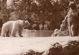 Polar Bears Life Vincennes Zoo Ours Blanc France old Photo 1952