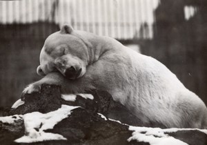 Polar Bear Portrait London Zoo Ours Blanc England old Photo 1955