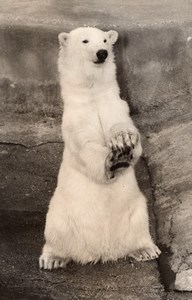 Polar Bear Portrait Vincennes Zoo Ours Blanc France old Photo 1958