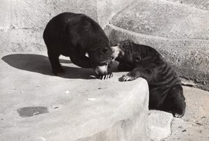 Spring Bears Life Vincennes Zoo France old Photo 1953