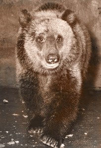 Grizzly Bear Life Vincennes Zoo France old Photo 1953