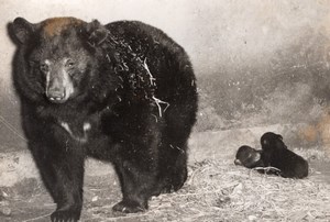 American Baribal Bear Birth Vincennes Zoo Photo 1953