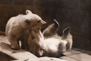 Playful White Bear Cubs London Zoo England Photo 1958