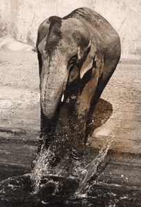 Elephant Life Vincennes Zoo France old Photo 1955