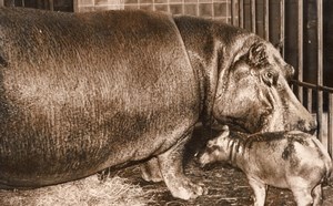 Birth Hippopotamus Munich Zoo Germany old Photo 1955