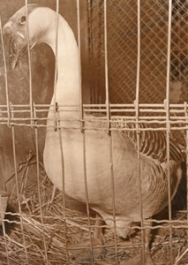 Guinean Duck Fair Exhibition France old Photo 1957