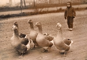 Goose breeding young boy France old Photo 1955