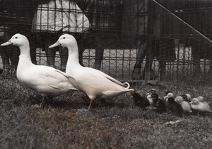 Duck Family at Daumesnil Park France old Photo 1955