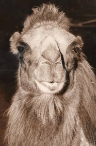 Camel Life Zoological Garden Zoo Paris old Photo 1958