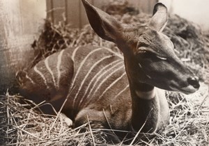 Koudou Antilope Zoological Park Paris old Photo 1958