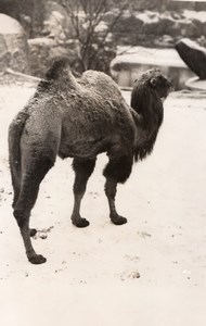 Winter Snow Camel Zoological Park Paris old Photo 1954