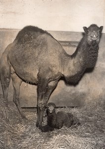 Camel Birth Family Zoological Park Paris old Photo 1953