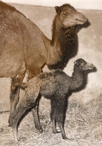 Camel Birth Zoological Garden Zoo Paris old Photo 1953
