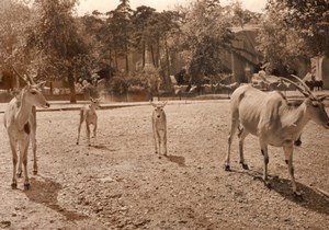 Elk Elan du Cap Zoological Park Paris old Photo 1957