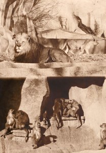 Lion & Monkeys Zoological Park Paris old Photo 1957