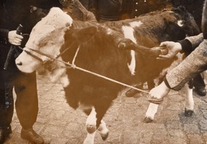 Veal Freak Animal 6 legs France old Photo 1955'