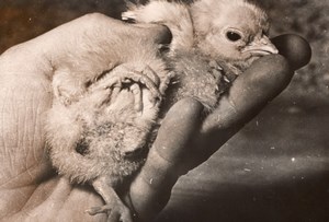 Freak 4 legged Chicken Chick France old Photo 1954