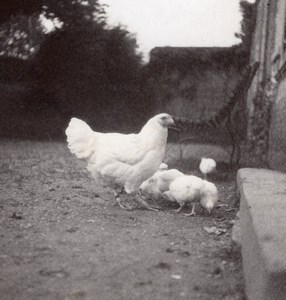 Chicken & Chick France old Amateur Photo 1935'
