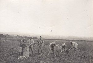 Meurthe Moselle Potato Harvest WWI Military war Photo