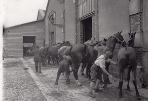 German Prisoners Horses WWI Military scene war Photo