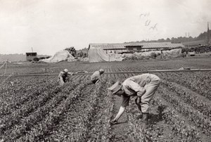 Farm Supply HOE 4B WWI Military scene old war Photo