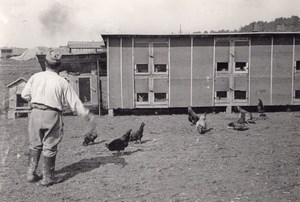Farm Poultry HOE 4B WWI Military scene old war Photo