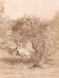 Alpes Maritimes old Tree Nature Study France Photo 1880