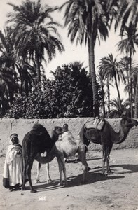 Algeria Bou Saada Oasis Life Camel Photo Prouho 1930