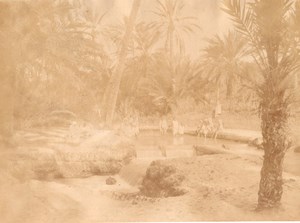 Nefta Oasis Water Tunisia old Garrigues Photo 1880