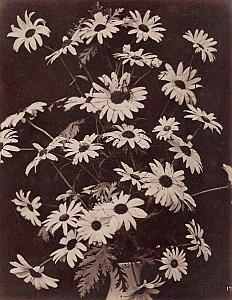 Enthemis Flower Artistic Study Still Life Photo 1880