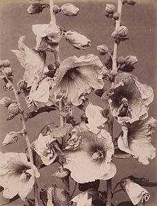 Alcea Rosea Flower Artistic Study Still Life Photo 1880