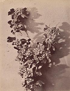 Crataegus Flower Artistic Study Still Life Photo 1880
