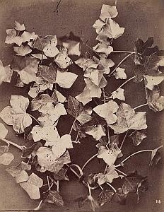 Hedera Ivy Lierre Flower Artistic Still Life Photo 1880