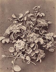 Rose de Provins Flower Still Life Study Photo 1880