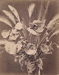 Coquelicot Poppy Flower Still Life Study Photo 1880