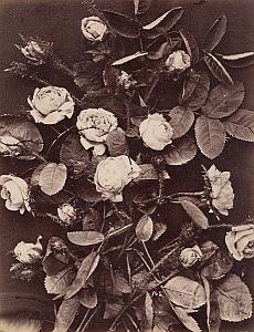 Roses Mousseuses Flower Still Life Study Old Photo 1880